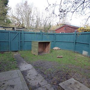 African Spurred Thighed Tortoise Enclosure