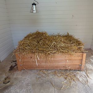 Indoor Caracal Enclosure