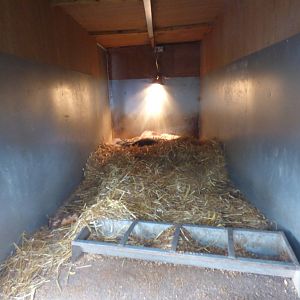 Indoor Pourcpine Enclosure