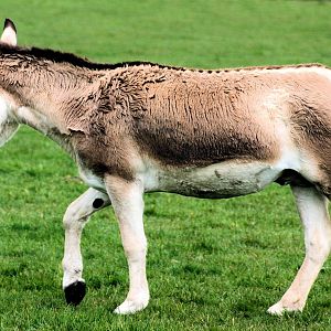 Onager; Whipsnade; 9th April 2016