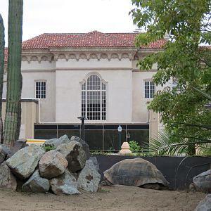 Galapagos Tortoise Exhibit with View of San Diego Museum of Art