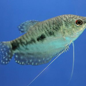 Three-spot gourami