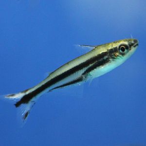 Three-striped African glass catfish