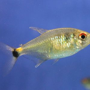 Head-and-tail light tetra