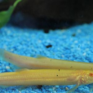 pond loaches (Misgurnus anguillicaudatus)