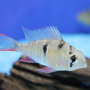 Cichlid ID