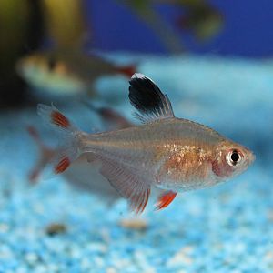 Hyphessobrycon bentosi