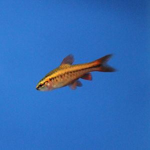 Female Cherry barb