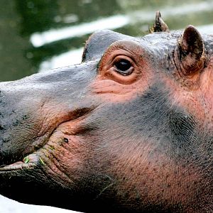 Hippopotamus; Whipsnade; 9th April 2016