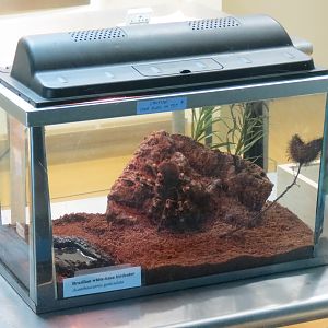 Arachnid Rescue Center