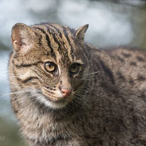 Fishing cat : Exmoor Zoo : 25 Sep 2015