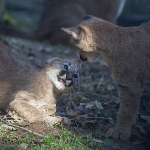 Puma : Exmoor Zoo : 25 Sep 2015