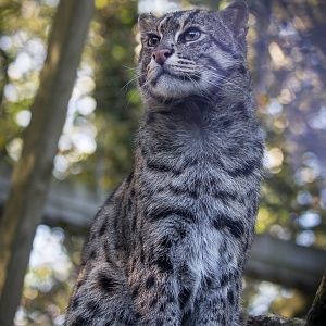 Fishing cat : Exmoor Zoo : 25 Sep 2015