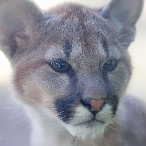 Puma : Exmoor Zoo : 25 Sep 2015