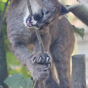 Puma : Exmoor Zoo : 25 Sep 2015