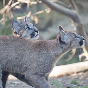 Puma : Exmoor Zoo : 25 Sep 2015