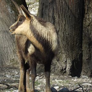 Apennine Chamois (Rupricapra ornata) at Tierpark Hellabrunn - April 9th 201