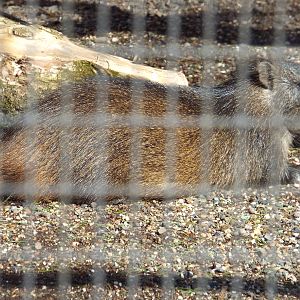 Cuban Hutia (Capromys pilorides) at Tierpark Hellabrunn - April 9th 2015