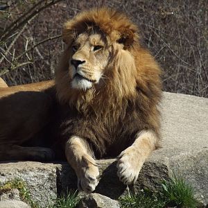 Non-subspecific Lion (Panthera leo) at Tierpark Hellabrunn - April 9th 2015