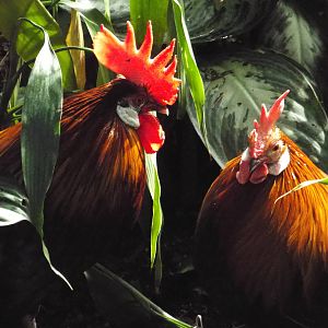 Red Junglefowl (Gallus gallus) at Tierpark Hellabrunn - April 9th 2015