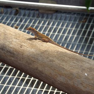 Cuban Brown Anole (Anolis sagrei) at Tierpark Hellabrunn - April 9th 2015