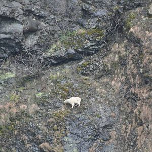 Mountain Goat - Alaska