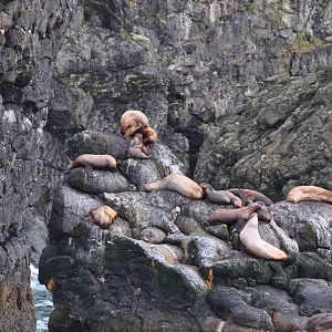 Steller Sea Lions - Alaska