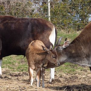 Banteng Calf