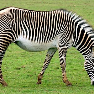 Grevy's zebra; Whipsnade; 9th April 2016