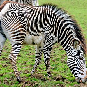 Grevy's zebra; Whipsnade; 9th April 2016
