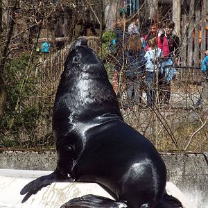 Patagonian Sea Lion (Otaria byronia) at Tierpark Hellabrunn - April 9th 201