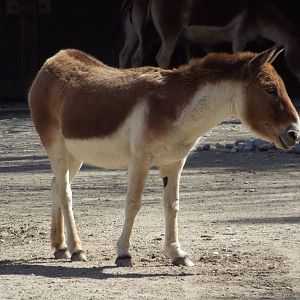 Eastern Kiang (Equus kiang holdereri) at Tierpark Hellabrunn - April 9th 20