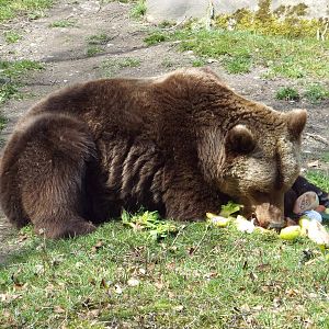 Non-subspecific Brown Bear (Ursus arctos) at Tierpark Hellabrunn - April 9t