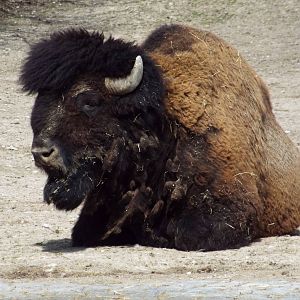 American Wood Bison (Bison bison athabascae) at Tierpark Hellabrunn - April