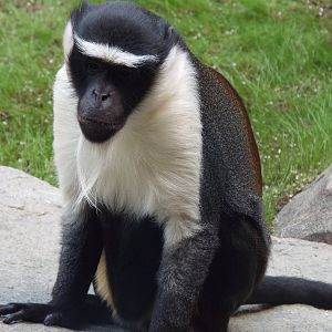 Roloway Monkey (Cercopithecus roloway) at Tierpark Hellabrunn - April 9th 2