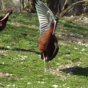 Glossy Ibis (Plegadis falcinellus) at Tierpark Hellabrunn - April 9th 2015