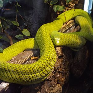 Eastern Green Mamba (Dendroaspis angusticeps) at Tierpark Hellabrunn - Apri