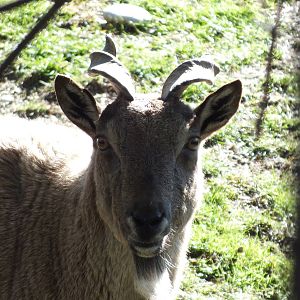 Tajik Markhor (Capra falconeri heptneri) at Tierpark Hellabrunn - April 9th