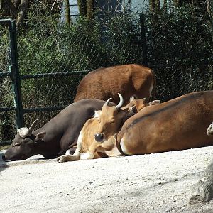 Javan Banteng (Bos javanicus javanicus) at Tierpark Hellabrunn - April 9th