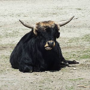 Heck Cattle (Bos primigenius taurus) at Tierpark Hellabrunn - April 9th 201