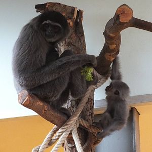 Moloch Gibbon (Hylobates moloch) at Tierpark Hellabrunn - April 9th 2015