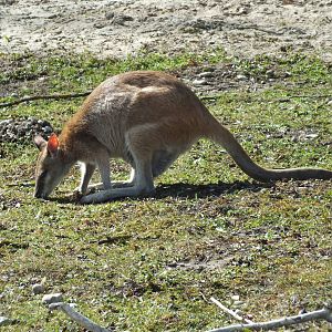 Agile Wallaby (Notamacropus agilis) at Tierpark Hellabrunn - April 9th 2015