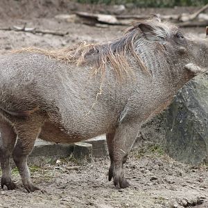 Wart hog