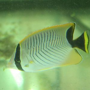 Chevron butterflyfish