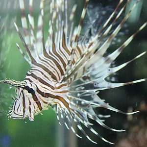 Lion fish species