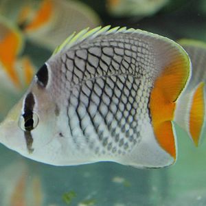 Chaetodon xanthurus