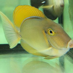 Blackspot surgeonfish