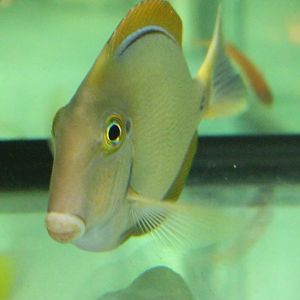 Blackspot Surgeonfish