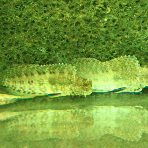 Salarias cf fasciatus