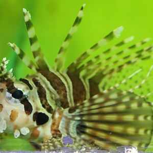Lion fish ID